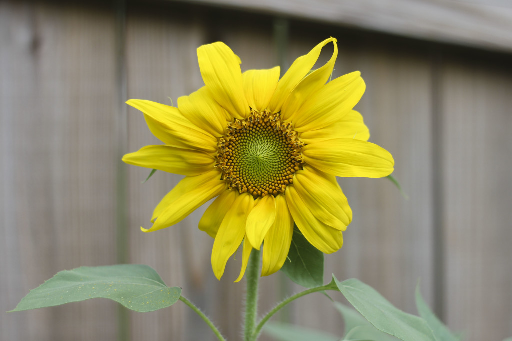 I love sunflowers!  Gabe & I grew these from seeds